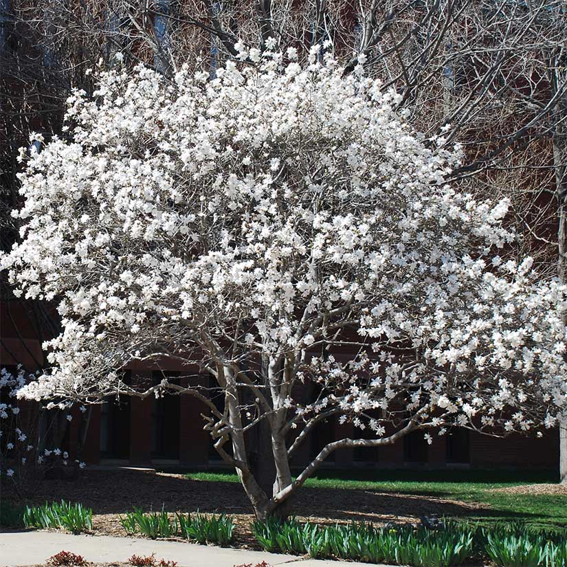 The Best Magnolia Trees to Grow in Virginia