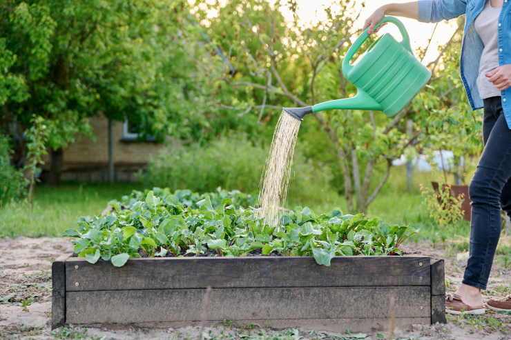 garden tools, watering can