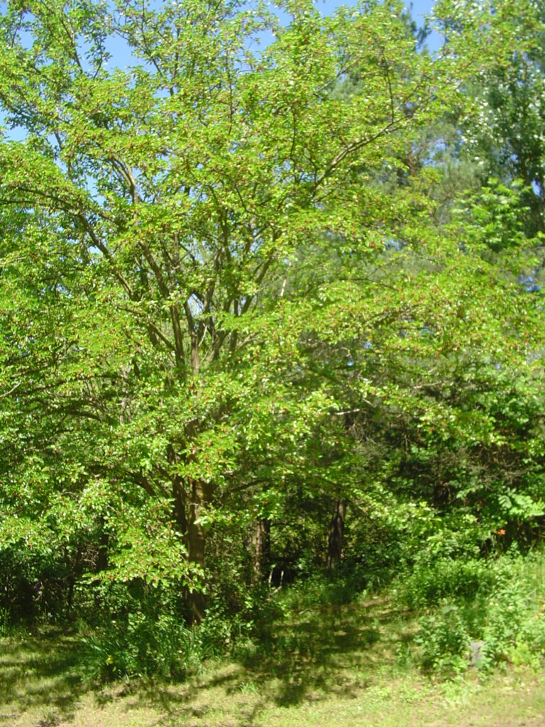 Fast Growing Trees to Plant in Northern California