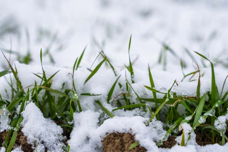 lawn, snow