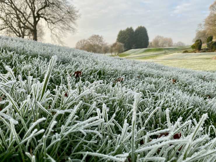 lawn, ice