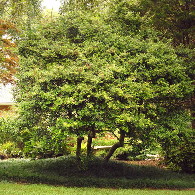 The Best Evergreen Trees to Plant in Alabama