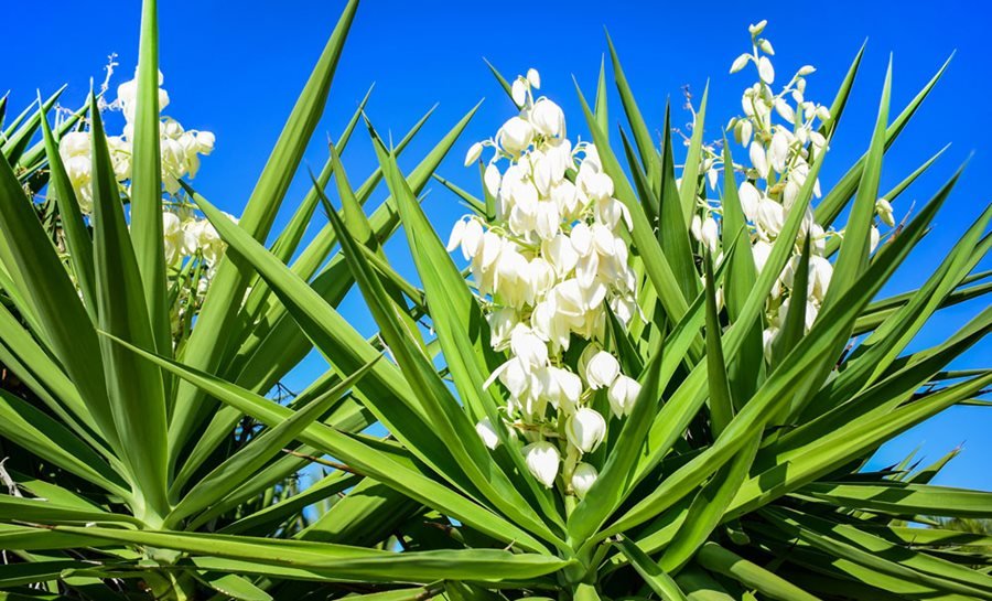 The Best Texas Native Plants for Landscaping - PlantNative.org