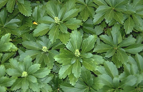 ground-cover-plants-to-grow-in-tennessee-plantnative