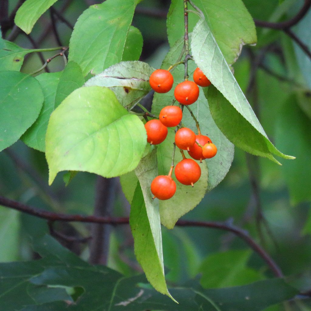 11 Flowering Vines to Grow in New York State