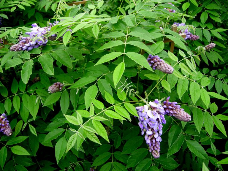 11 Flowering Vines to Grow in Utah