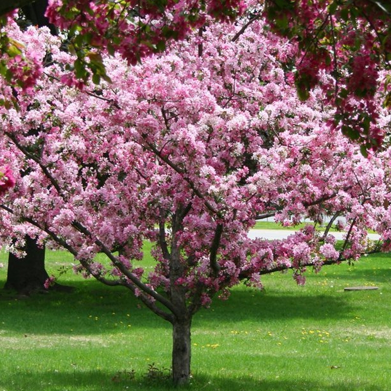 The Most Beautiful Ornamental Trees to Grow in Idaho - PlantNative.org