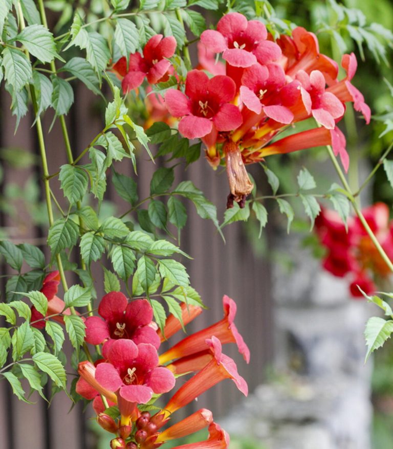 11 Flowering Vines to Grow in Utah