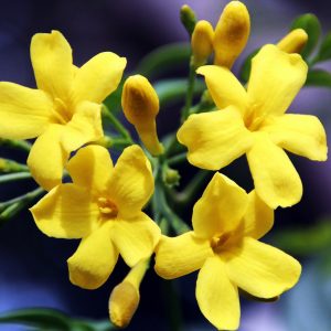 Is carolina jasmine 2024 poisonous to dogs