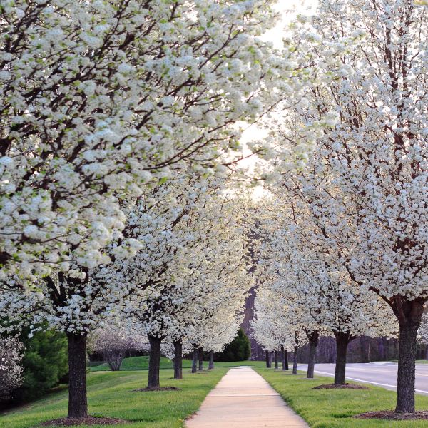 The Best Ornamental Trees to Grow in Pennsylvania
