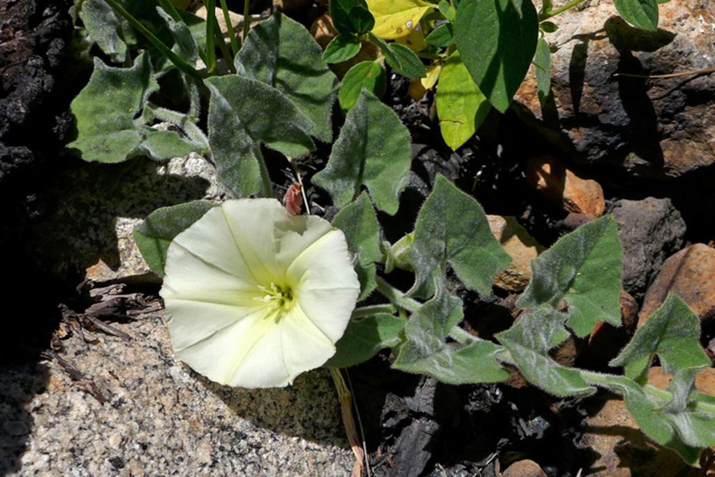 The Best Flowering Vines to Grow in Northern California