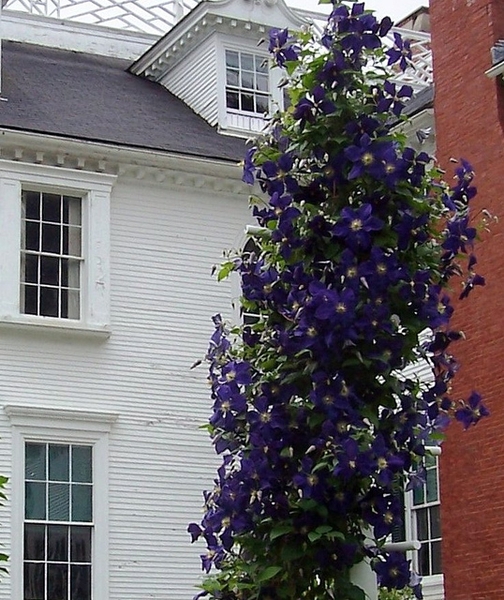 The Best Flowering Vines to Grow in Washington State