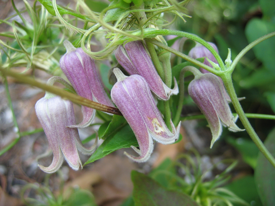 Flowering Vines That Will Thrive in Georgia