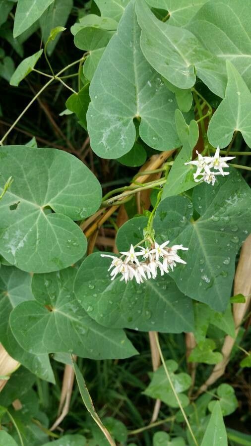 16 Flowering Vines to Grow in Wisconsin