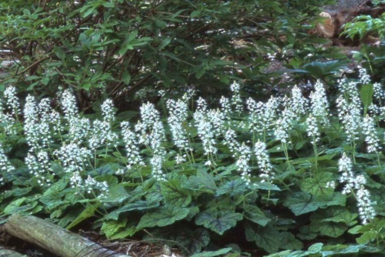 Ground Cover Plants to Grow in Tennessee