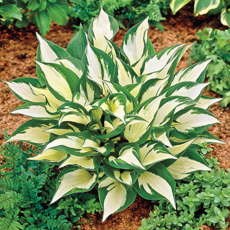10 Ground Cover Plants to Grow in South Carolina