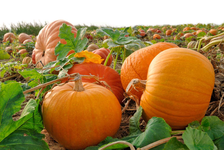 How to Grow Pumpkins From Seed, pack