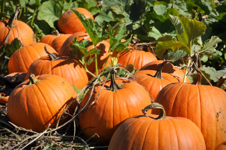 How to Grow Pumpkins From Seed, dirt
