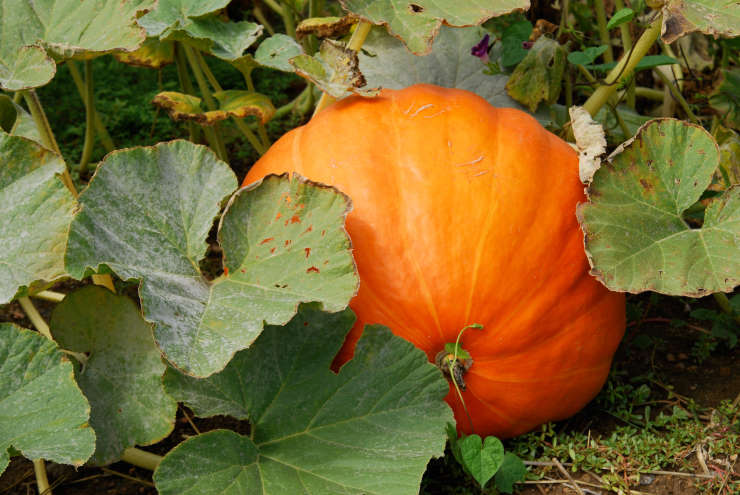 How to Grow Pumpkins From Seed, hidden
