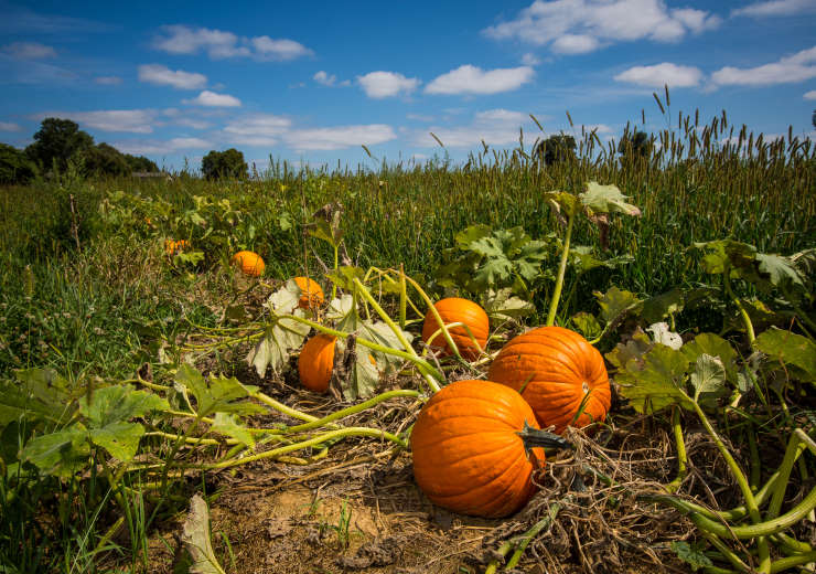 How to Grow Pumpkins From Seed, journey