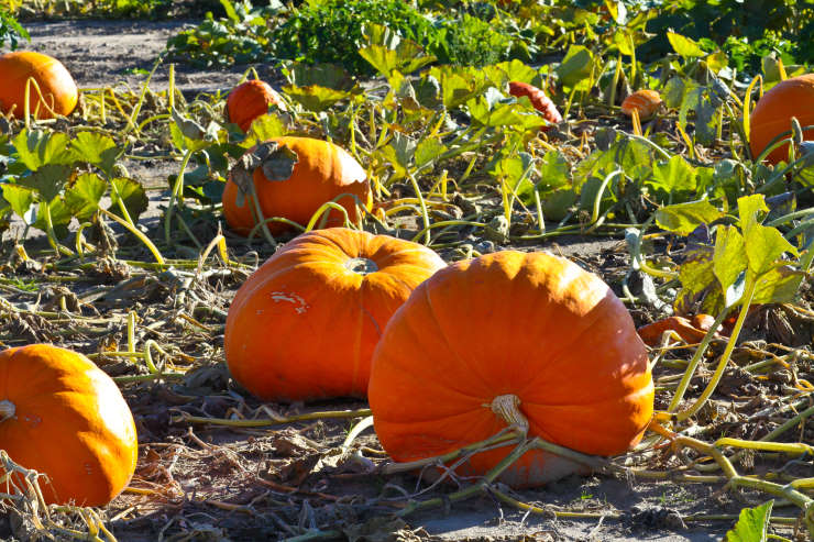 How to Grow Pumpkins From Seed, morning