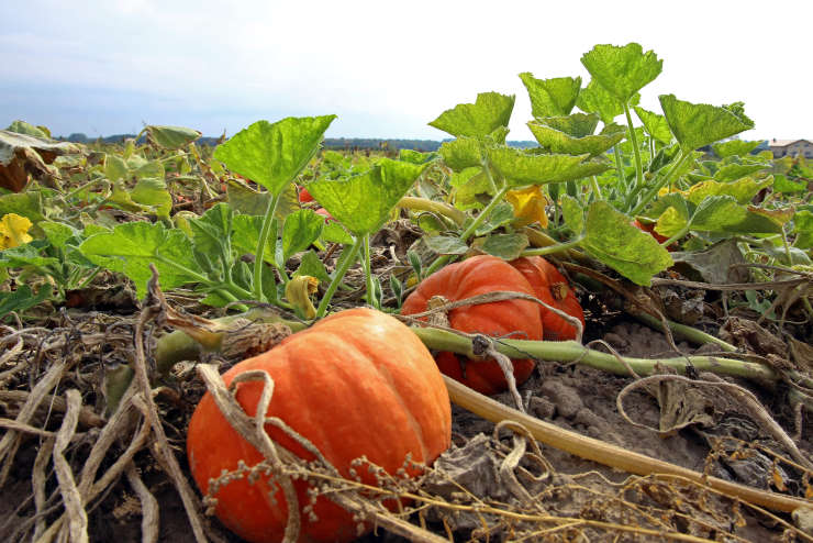 How to Grow Pumpkins From Seed, line