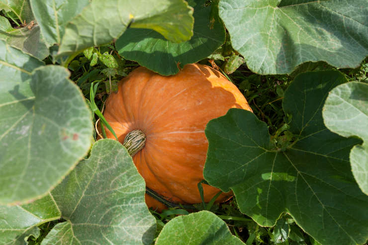 How to Grow Pumpkins From Seed, underground
