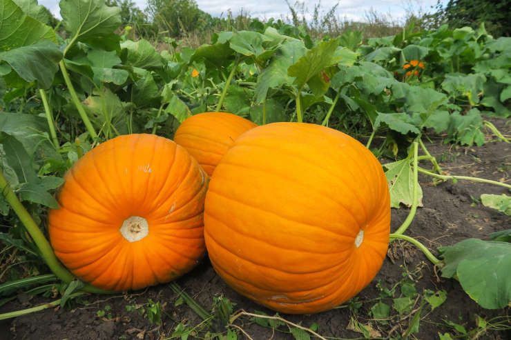 How to Grow Pumpkins From Seed, rolled