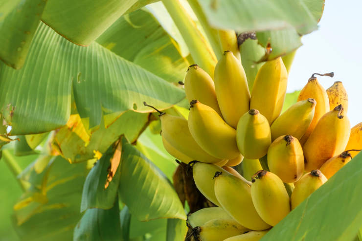 How to Grow a Banana, yellow