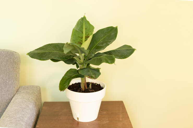 How to Grow a Banana, indoor