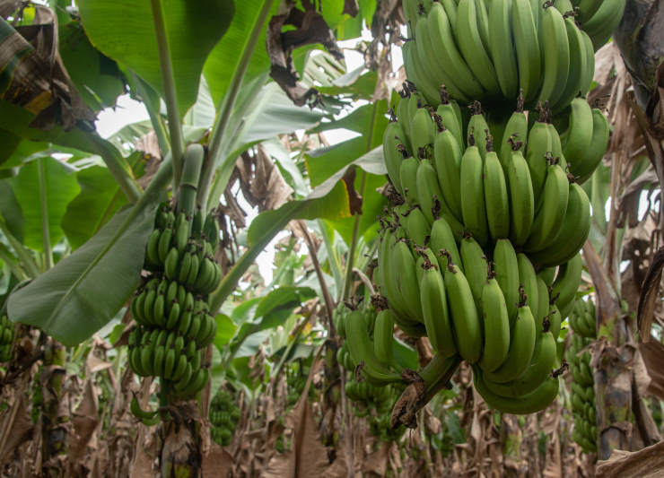 How to Grow a Banana, jungle