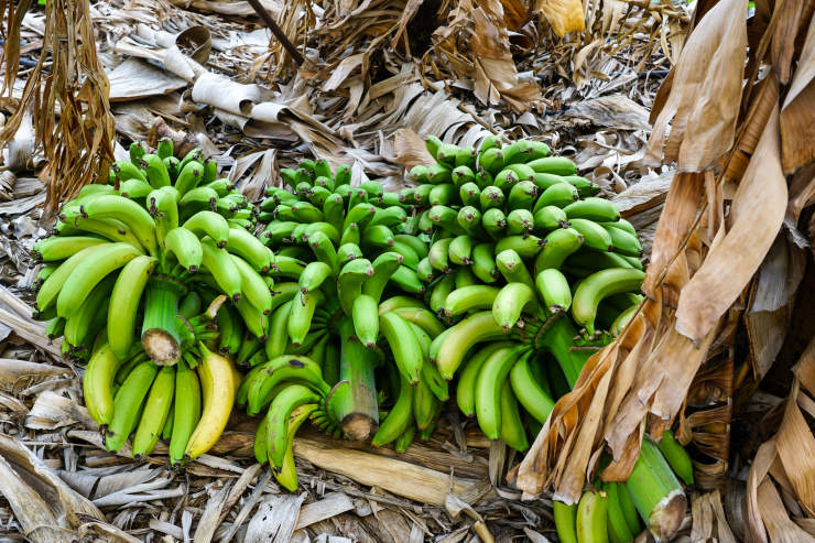 How to Grow a Banana, grounded