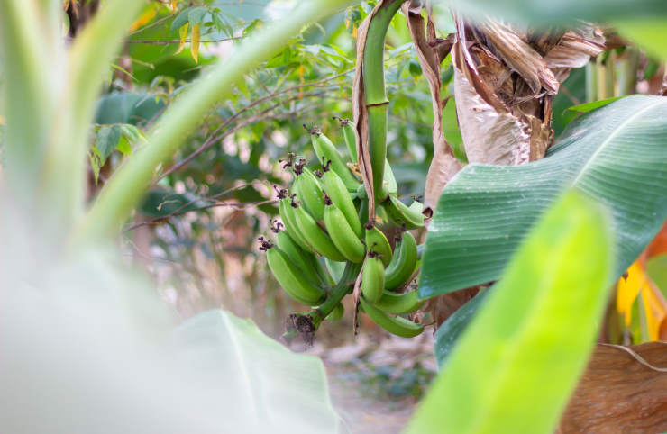 How to Grow a Banana, scenery