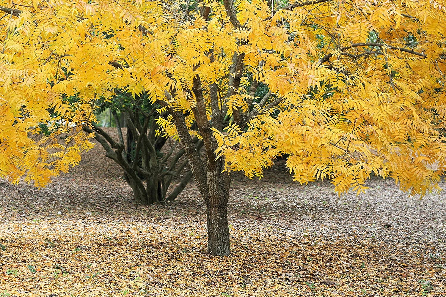 The Most Beautiful Ornamental Trees to Grow in Idaho