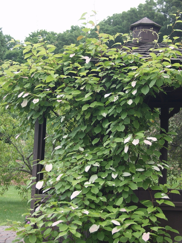 8 Flowering Vines to Grow in New Jersey
