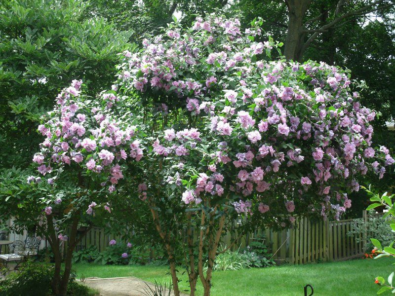 The Most Beautiful Ornamental Trees to Grow in Idaho