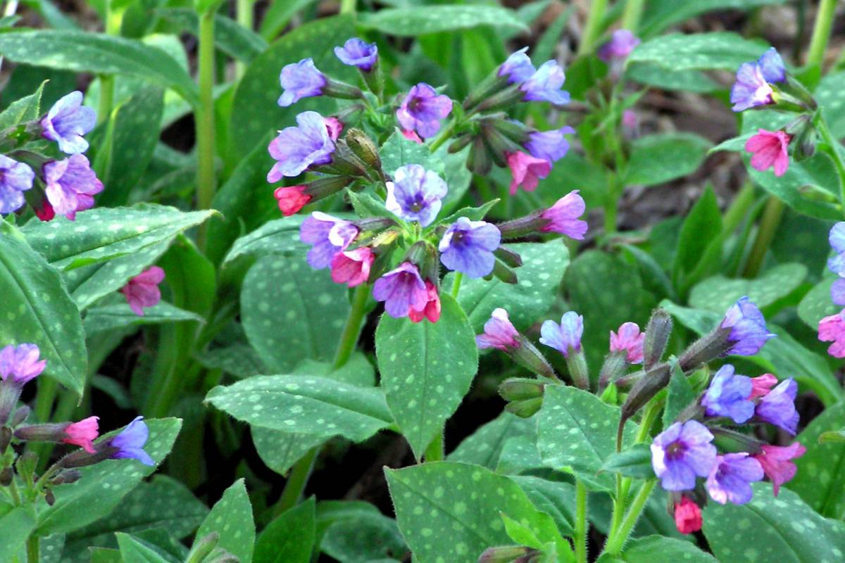 Our Favorite Ground Cover Plants to Grow in Illinois