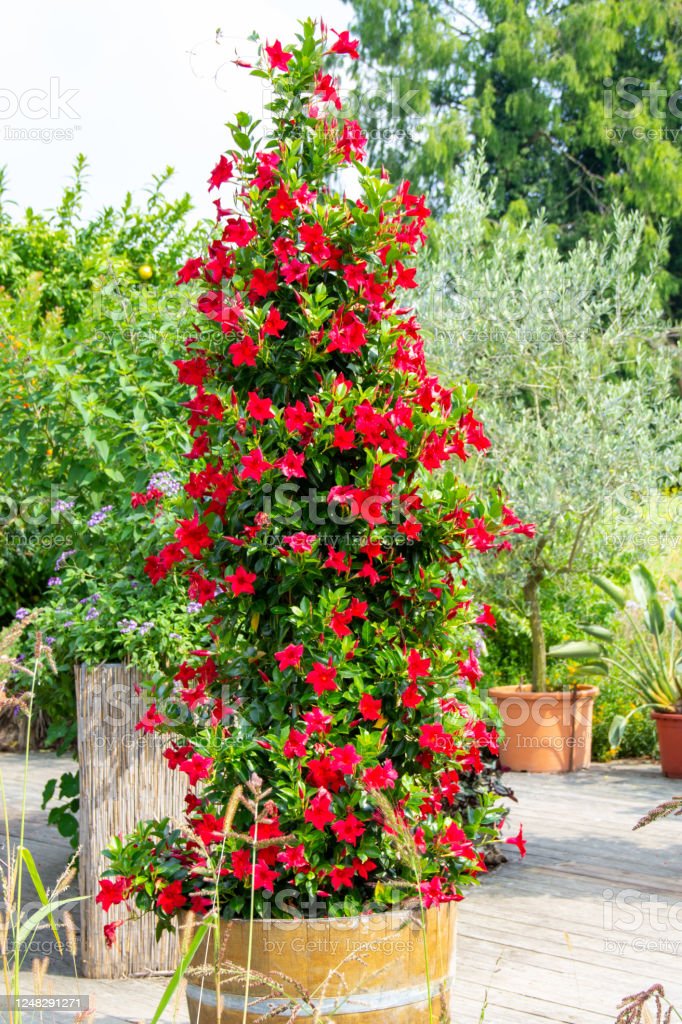 11 Flowering Vines to Grow in Utah