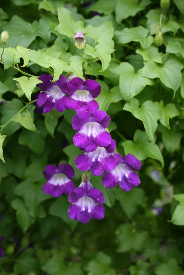 These Flowering Vines Will do Best in Your Southern California Garden