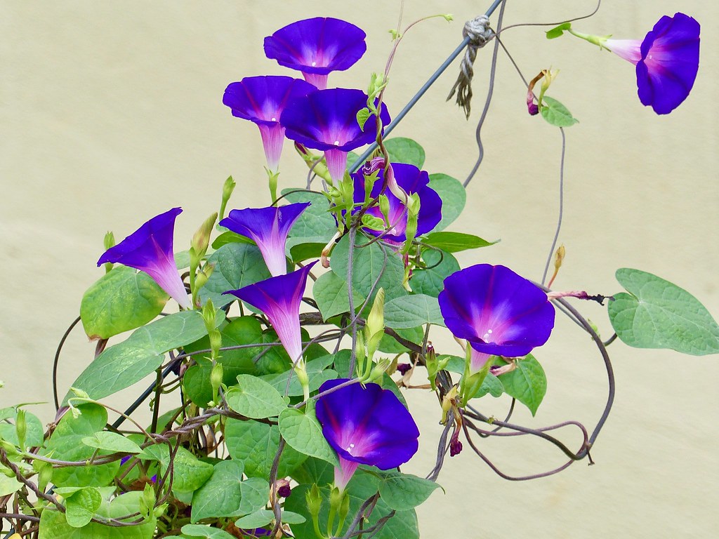 Flowering Vines That Will Do Best in Your Ohio Garden - PlantNative.org