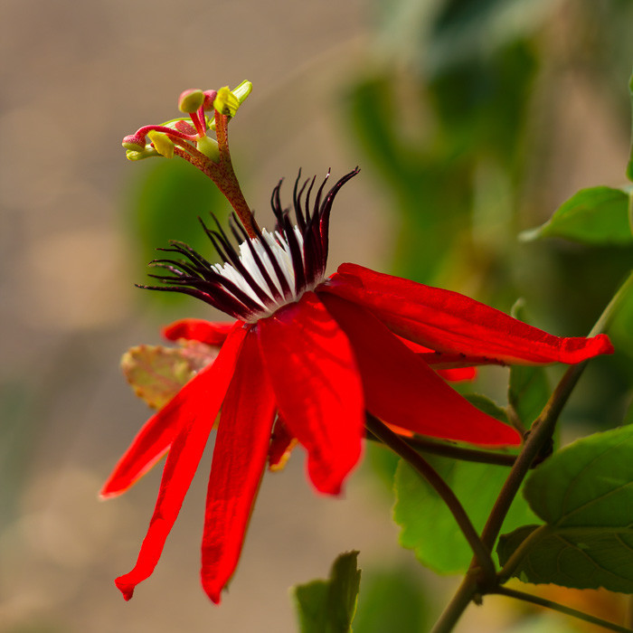 Flowering Vines Most Suitable to Indiana Climate