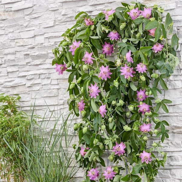 Flowering Vines Most Suitable to Florida Climate