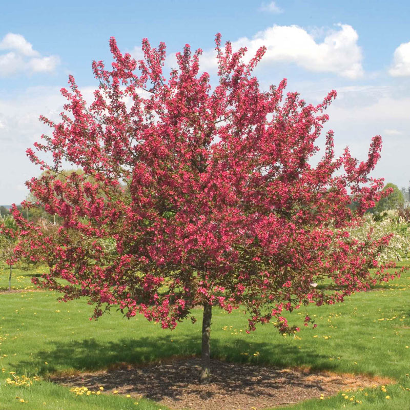 The 10 Best Ornamental Trees to Grow in Connecticut