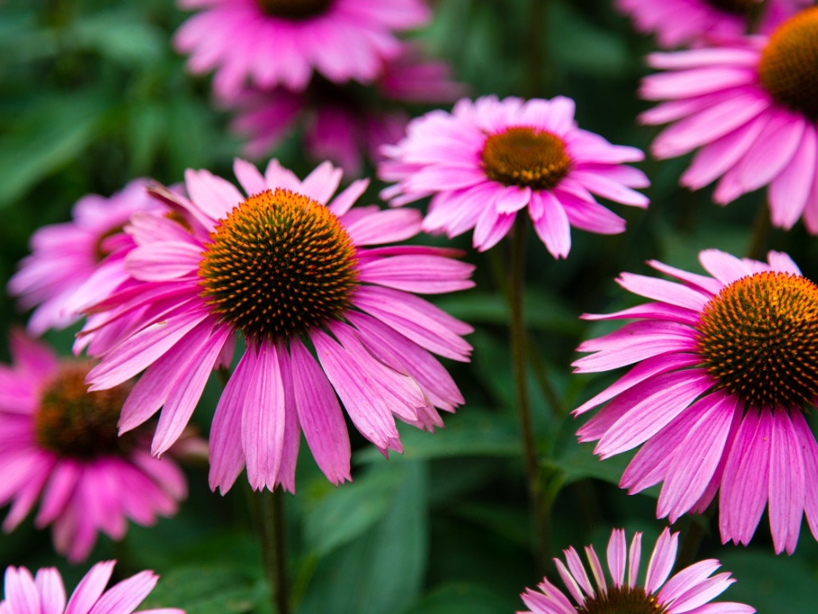 Ground Cover Plants That will Thrive in Your Indiana Garden