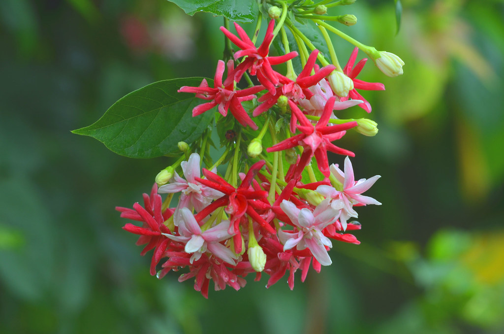 Flowering Vines Most Suitable to Florida Climate