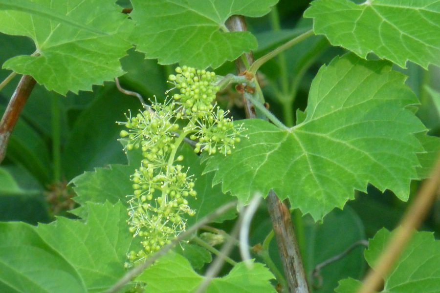 16 Flowering Vines to Grow in Wisconsin - PlantNative.org