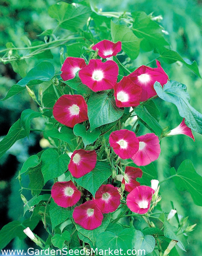 10 Flowering Vines to Grow in Oklahoma