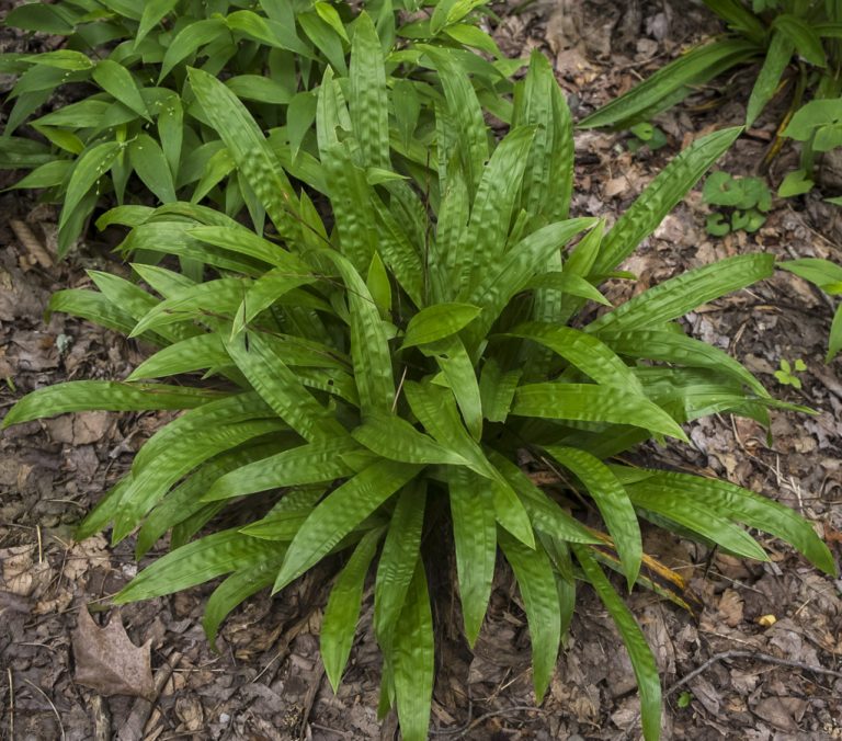 Ground Cover Plants to Grow in Tennessee