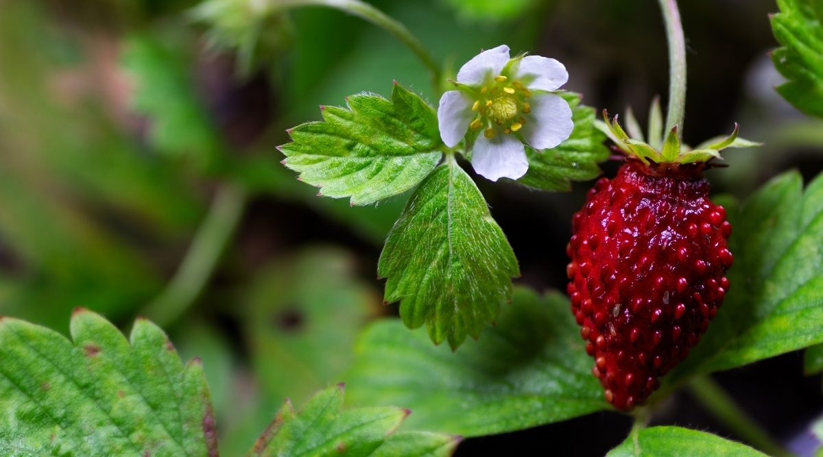 Our Favorite Ground Cover Plants to Grow in Illinois