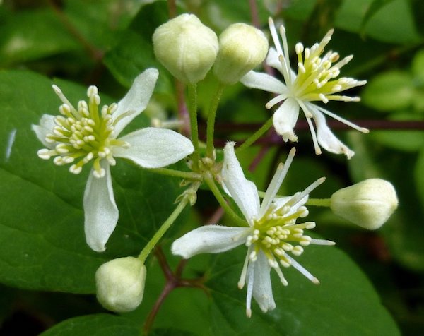 10 Flowering Vines to Grow in Virginia - PlantNative.org